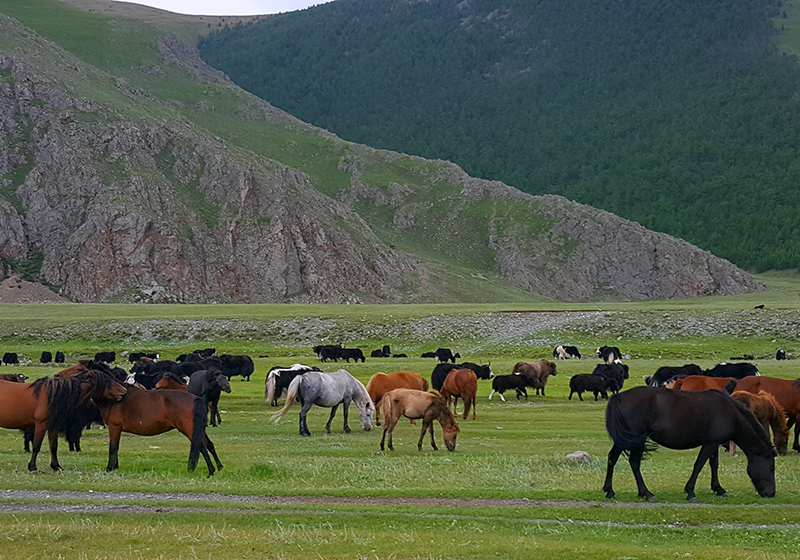 Mongolian horses